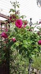 IMG_20190613_163228.jpg