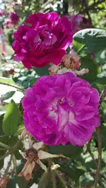 IMG_20190613_163139.webp