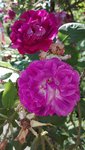 IMG_20190613_163139.jpg