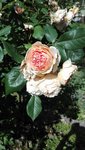 IMG_20190613_162730.jpg