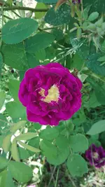 IMG_20190613_162636.webp