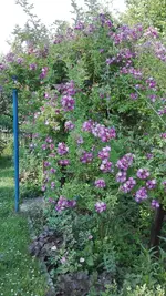 IMG_20190613_164029.webp