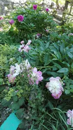 IMG_20190613_164252.webp
