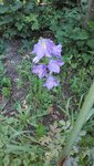 IMG_20190613_164507.jpg