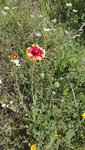 IMG_20190613_163418.jpg