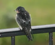 Schwalben0215.webp
