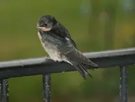 Schwalben0315.webp