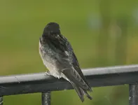 Schwalben0415.webp