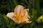 DSC07971.JPG