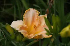 DSC07971.webp