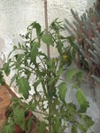 BILD1277.JPG