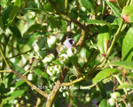 Forum Blaubeeren 2019_07_03 P1130609.jpg