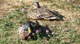 Forum Erpel Ente 2019_07_03 P1130604.webp