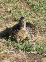 Forum Ente smile 2019_07_03 P1130623.webp