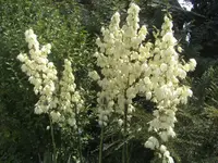 BILD1309.webp