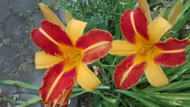 IMG_20190703_190555.webp