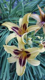 IMG_20190703_190541.webp