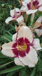 IMG_20190703_190512.webp