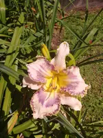 1562243780504903574257.webp