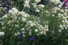 Rose Lovley Green0919.webp