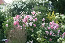 Juli   0519.webp