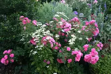 Juli   0619.webp