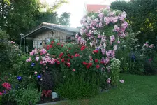 Juli   0819.JPG