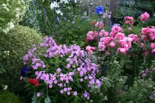 Juli   1119.webp