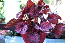 image002.webp