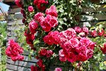 Rose Amadeus.jpg