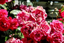 Rose Amadeus 2.webp