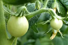 image007.webp