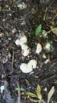 Garten - was ist das 1.jpg