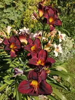IMG_20190704_170640.webp