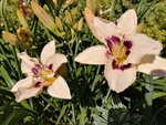 IMG_20190704_170733.jpg