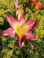 IMG_20190704_170751.webp