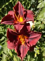 IMG_20190704_170807.webp