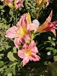 IMG_20190704_170851.jpg
