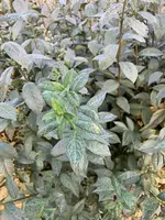 83338146-7AB6-4761-AC14-621ADC066A1C.webp 83338146-7AB6-4761-AC14-621ADC066A1C.webp