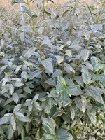 F1AE02E9-7418-4C6E-9896-395B6587A118.webp F1AE02E9-7418-4C6E-9896-395B6587A118.webp