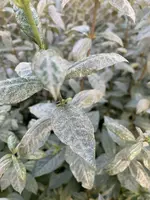 66E9D337-10D2-4A58-8ABE-571E6A34798A.webp 66E9D337-10D2-4A58-8ABE-571E6A34798A.webp