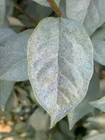 8C872305-6E1F-43CD-BCBF-DA0B3820D13F.webp 8C872305-6E1F-43CD-BCBF-DA0B3820D13F.webp