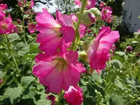 DSC00492.webp
