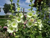 DSC00499.webp