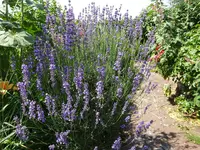 DSC00500.webp