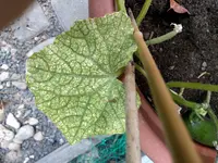 IMAG1045.webp