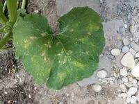 IMAG1047.webp