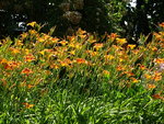 DSC00486.JPG