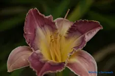 comp_DSC07982.webp