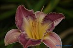 comp_DSC07982.jpg